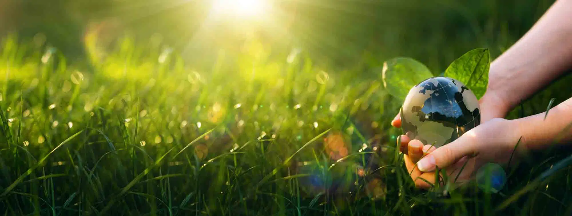 verdure tenue précieusement dans une prairie